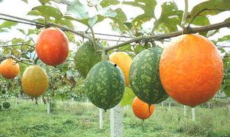 梅姐第一次吃吊瓜视频,解锁夏日清新美味新体验