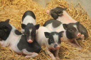 小香猪吃瓜视频,萌态十足引网友爆笑