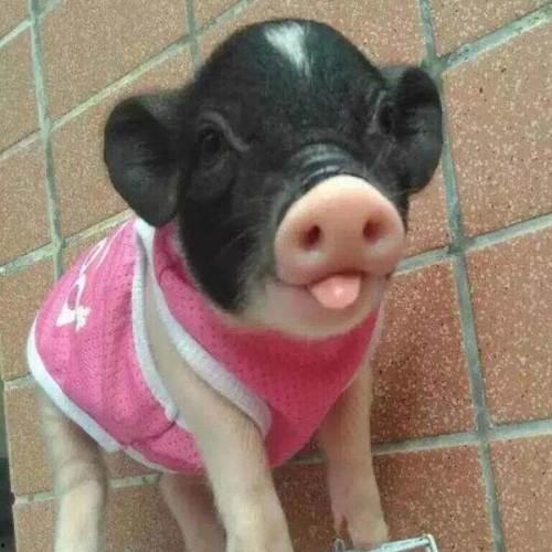 小香猪吃瓜视频,萌态十足引网友爆笑