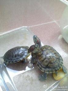 乌龟可以吃瓠瓜吗视频