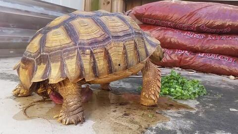 乌龟可以吃瓠瓜吗视频