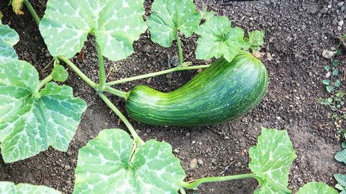 瓠瓜怎么吃呀好吃视频