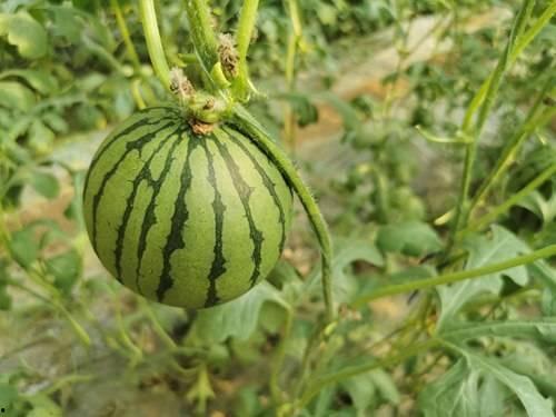 商河吃瓜事件视频播放,网络热议背后的真相揭秘